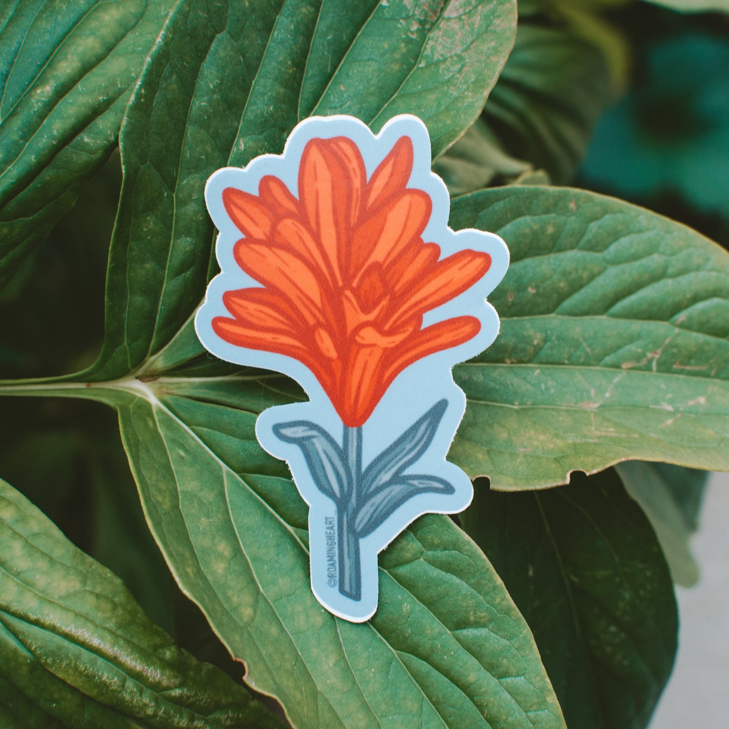 Scarlet Paintbrush | Sticker